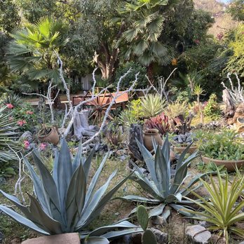 El Vigia - The desert garden next to the dining room. - Mexican Near Me - Zihuatanejo, GRO El Vigia - The desert garden next to the dining room. - Mexican Near Me - Zihuatanejo, GRO