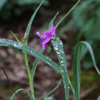 The Oregon Garden - Botanical Gardens Near Me - Silverton, Oregon