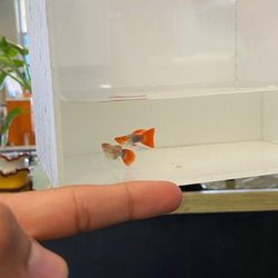 The Fin Shop - SHORTBODY Black ribbon guppies