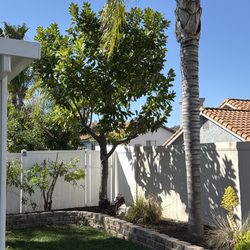 Palacios Landscaping - This 20-year-old magnolia tree was all grown into itself and looked terrible. Roy and his partner thinned it out  and now it looks great.