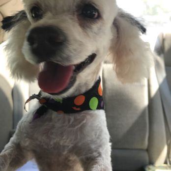 Classy Canine Grooming By Sole - Pet Groomers Near Me - baytown, Texas