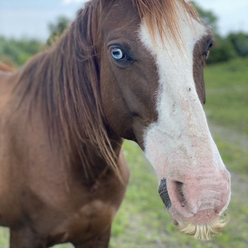 Appalachian Horse Project - Animal Shelters Near Me