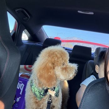 Pet Haven Grooming - Puppy - Pet Groomers Near Me - Burbank, California Pet Haven Grooming - Puppy - Pet Groomers Near Me - Burbank, California