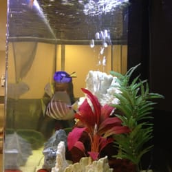 Allegro Pediatrics - Totem Lake - The famous fishtank! No tapping!!