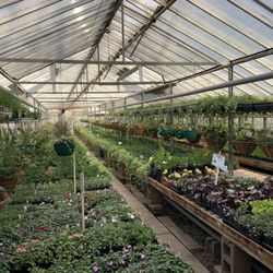 Sunset Greenhouse
