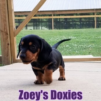Zoey's Doxies - Pet Breeders Near Me - Blountsville, Alabama Zoey's Doxies - Pet Breeders Near Me - Blountsville, Alabama
