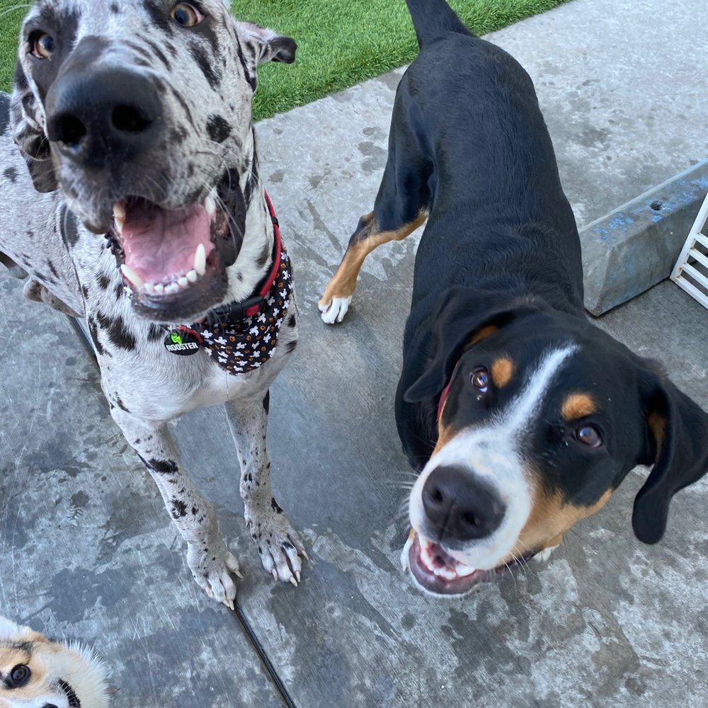 A Bark Idea - Pups - Pet Training Near Me - Redondo Beach, California A Bark Idea - Pups - Pet Training Near Me - Redondo Beach, California