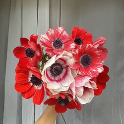 Lilac Valley Farm - Anemones