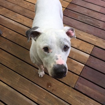 Walnut Creek Carpet Care - Peggy is a very special dog!!' - Carpet Cleaning Near Me - Walnut Creek, California Walnut Creek Carpet Care - Peggy is a very special dog!!' - Carpet Cleaning Near Me - Walnut Creek, California