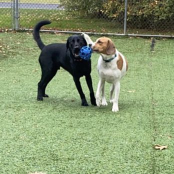 Canine Cove Pet Resort - The favorite toy at Canine Cove - Pet Boarding Near Me Canine Cove Pet Resort - The favorite toy at Canine Cove - Pet Boarding Near Me