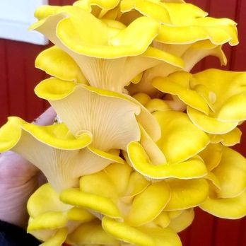 Two River Gourmet Mushrooms - a hand holding a cluster - Farmers Market Near Me - Millstone, New Jersey