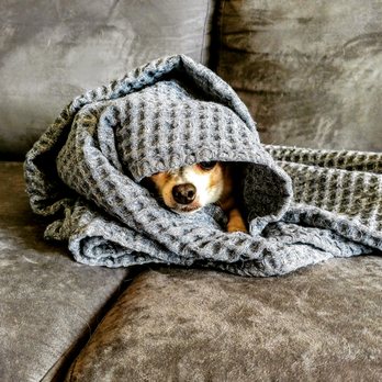 Conforta Animale - Pet Sitting Near Me - Sterling Heights, Michigan