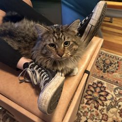 Creative Chiropractic and Wellness - Our rescue kitty 'Holiday' give free pet therapy to a patient with cool shoes!