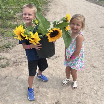 Knutson Farms - Sunflower picking at Knutson Farms - Farms Near Me - Sumner, Washington Knutson Farms - Sunflower picking at Knutson Farms - Farms Near Me - Sumner, Washington