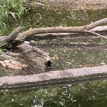 Idaho Falls Zoo - Natural Pond with Ducks - Zoos Near Me - Idaho Falls, Idaho Idaho Falls Zoo - Natural Pond with Ducks - Zoos Near Me - Idaho Falls, Idaho