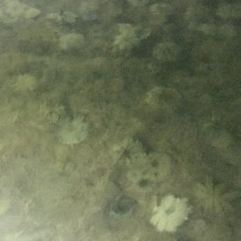 Aquaholic Adventures - Jellyfish garden - Paddleboarding Near Me - Islamorada, Florida