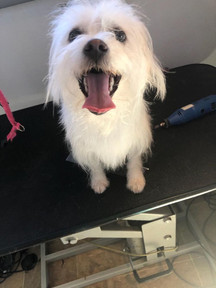 K9 LOVERS 20 Photos & 17 Reviews Chicago, Illinois Pet Groomers