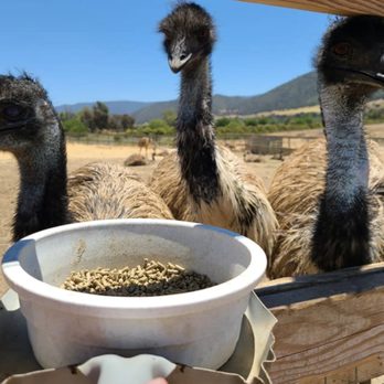 Ostrichland USA - Attraction Farms Near Me - Solvang, California Ostrichland USA - Attraction Farms Near Me - Solvang, California