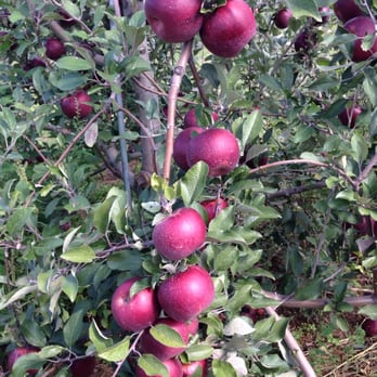 Battleview Orchards - Pick Your Own Farms Near Me - Freehold, New Jersey