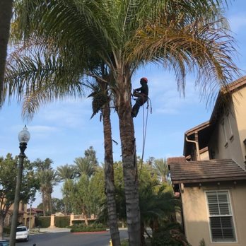 Melendez Tree Service - Working in area 1 - Tree Services Near Me - Corona, California Melendez Tree Service - Working in area 1 - Tree Services Near Me - Corona, California
