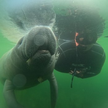 Fun 2 Dive Manatee Tours - Snorkeling Near Me - Crystal River, Florida