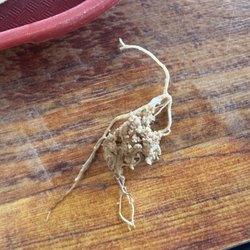 Santiago’s - This was in my food.