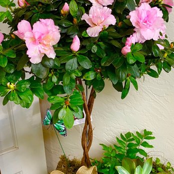 Clovis Floral & Gifts - Florists Near Me - Clovis, California