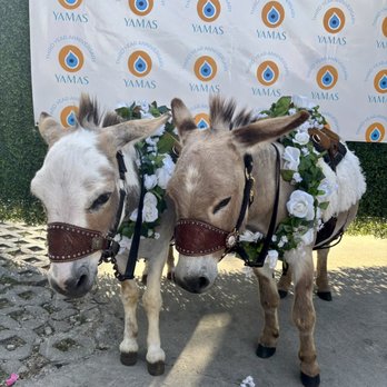 Yamas Greek Kitchen + Bar - donkeys - Greek Near Me - Austin, Texas