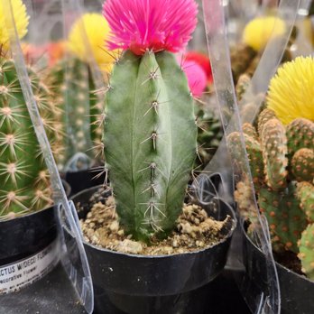 The Home Depot - Hot-glued flower - Nurseries & Gardening Near Me - Pittsburg, Kansas The Home Depot - Hot-glued flower - Nurseries & Gardening Near Me - Pittsburg, Kansas