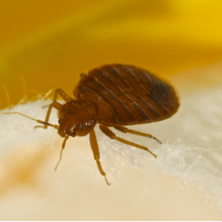 San Juan Pest Control