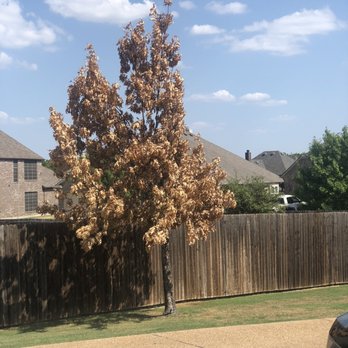TruGreen Lawn Care - Dead Maple tree - Tree Services Near Me - Lewisville, Texas TruGreen Lawn Care - Dead Maple tree - Tree Services Near Me - Lewisville, Texas