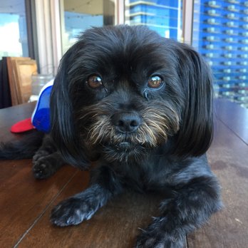 Honolulu Dog Spa - after pic taken.  She is very relaxed and happy :) - Pet Groomers Near Me - Honolulu, Hawaii
