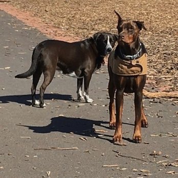 A Dog's HIDE-A-WAY - Pet Training Near Me - Hillsboro, Oregon A Dog's HIDE-A-WAY - Pet Training Near Me - Hillsboro, Oregon
