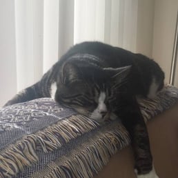 Harley happy at home with his stress-free mama