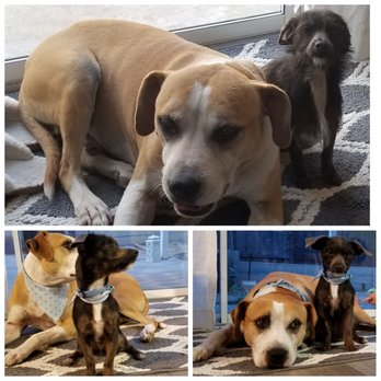 The Holistic Paw - Went from: "Sir can you spare some change?" To: "I'll have her home by midnight" - Pet Groomers Near Me - Roseville, California