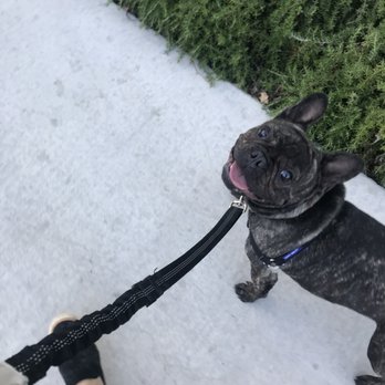 Behave Dave - My first wonderful client, Gilbert! - Pet Training Near Me Behave Dave - My first wonderful client, Gilbert! - Pet Training Near Me
