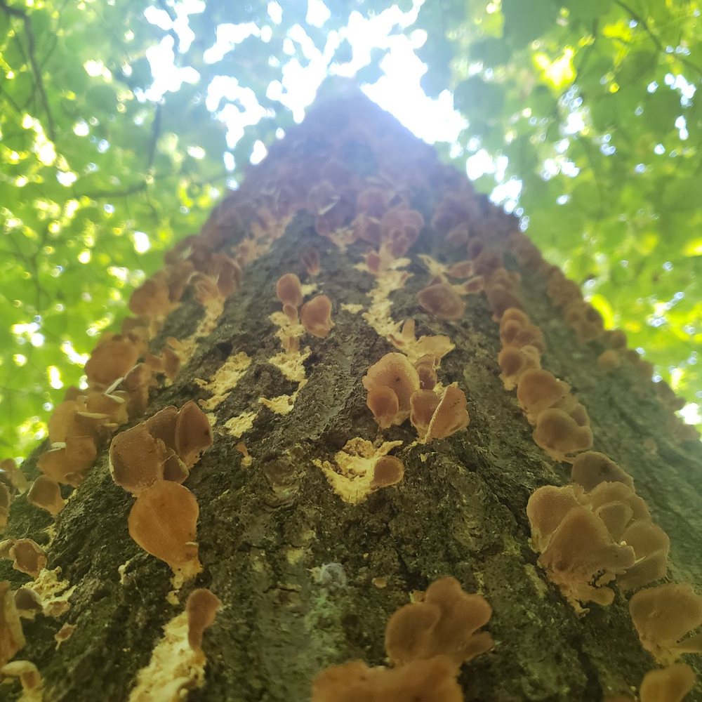 Turkey tail mushrooms Turkey tail mushrooms