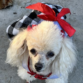Tri-City Veterinary Clinic - Ginger - Veterinarians Near Me - Vista, California Tri-City Veterinary Clinic - Ginger - Veterinarians Near Me - Vista, California
