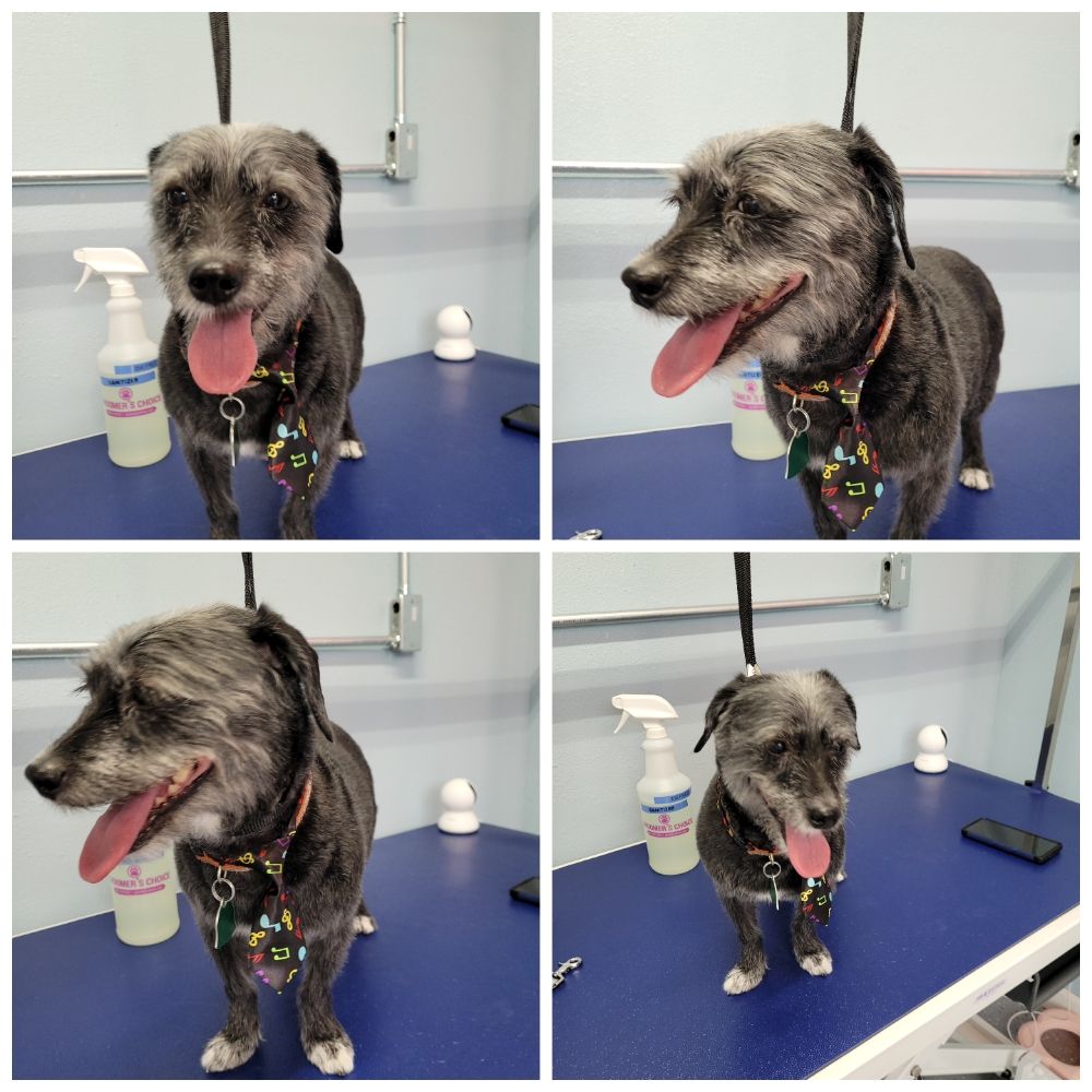 C N C GROOMING Updated September 2024 60 Photos 1204 County Rd 7