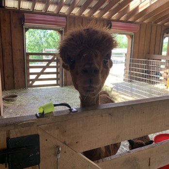 Buck Brook Alpacas - Attraction Farms Near Me - Roscoe, New York Buck Brook Alpacas - Attraction Farms Near Me - Roscoe, New York