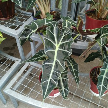 Rona - a variety of potted plants - General Contractors Near Me - Scarborough, Ontario Rona - a variety of potted plants - General Contractors Near Me - Scarborough, Ontario