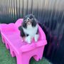Photo of D'tails Professional Dog & Cat Salon