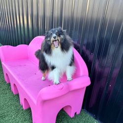 D'tails Professional Dog & Cat Salon