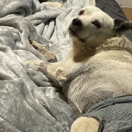 Boo's last night with us.
