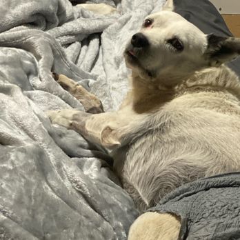 MedVet Mandeville - Boo's last night with us. - Veterinarians Near Me - Mandeville, Louisiana
