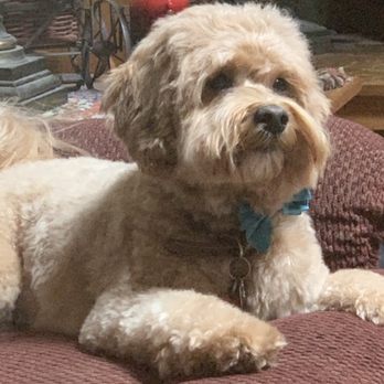 Muddy Paws - Buddy after grooming. - Pet Groomers Near Me - McKinleyville, California Muddy Paws - Buddy after grooming. - Pet Groomers Near Me - McKinleyville, California
