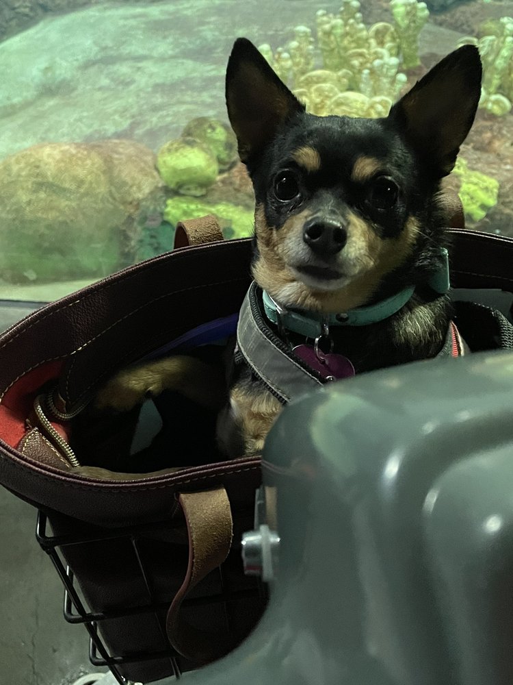 AGGIES GROOMING SHOP Updated September 2024 23 Photos & 30 Reviews