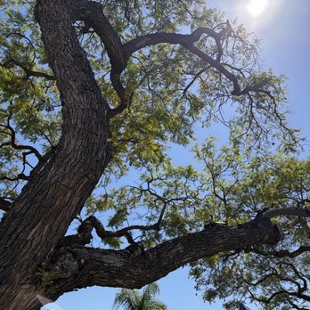 Ureno Tree Service - Tree Services Near Me - Anaheim, California