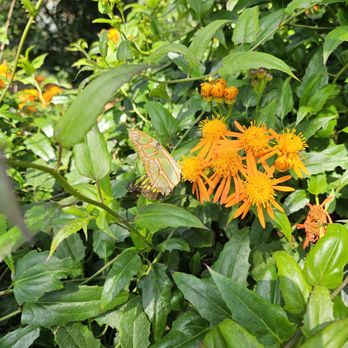 Butterfly Wonderland - Botanical Gardens Near Me - Scottsdale, Arizona