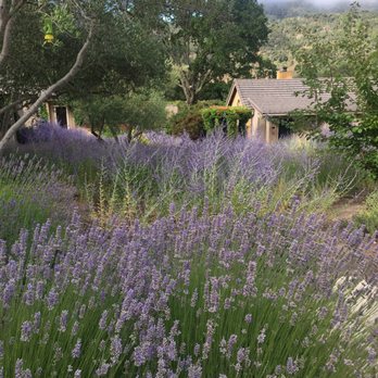 Bernardus Lodge & Spa - Beautiful landscaping - Hotels Near Me - Carmel Valley, California Bernardus Lodge & Spa - Beautiful landscaping - Hotels Near Me - Carmel Valley, California